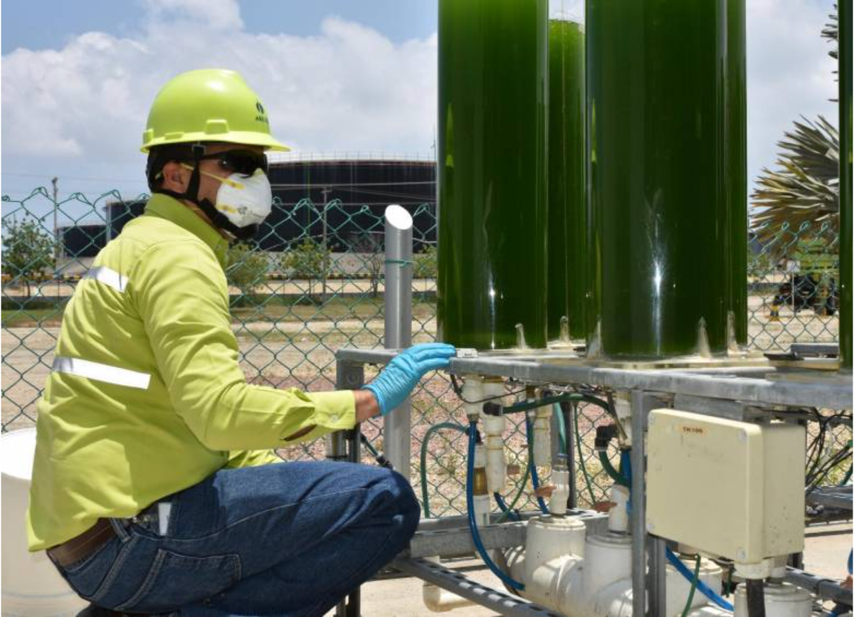Cementos Argos, UdeA, Eafit, and Ecopetrol Collaborate to Create Biofuels from Microalgae